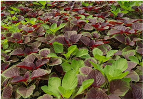 home banner