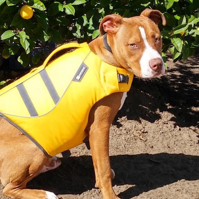 b i cho ch Ruffwear K 9 Float Coat